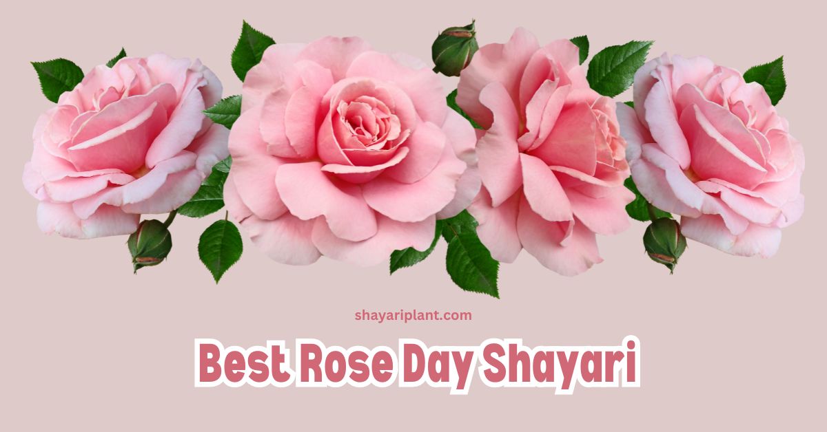 good morning romantic rose shayari, happy rose day shayari hindi, happy rose day shayari romantic happy rose day shayari, hindi rose shayari, love rose day shayari, love rose shayari, red rose shayari, romantic rose day shayari, romantic rose shayari, rose day ki shayari, rose day par shayari, rose day par shayari in hindi, rose day quotes in hindi, rose day quotes in hindi for wife, rose day sayri, rose day shayari, rose day shayari for husband, rose day shayari for love, rose day shayari in english, rose day shayari in hindi, rose shayari, rose shayari in english, shayari for rose, shayari for rose day, shayari on rose day, shayri on rose, yellow rose shayari in hindi